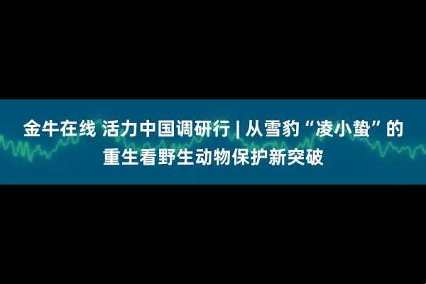 金牛在线 活力中国调研行 | 从雪豹“凌小蛰”的重生看野生动物保护新突破
